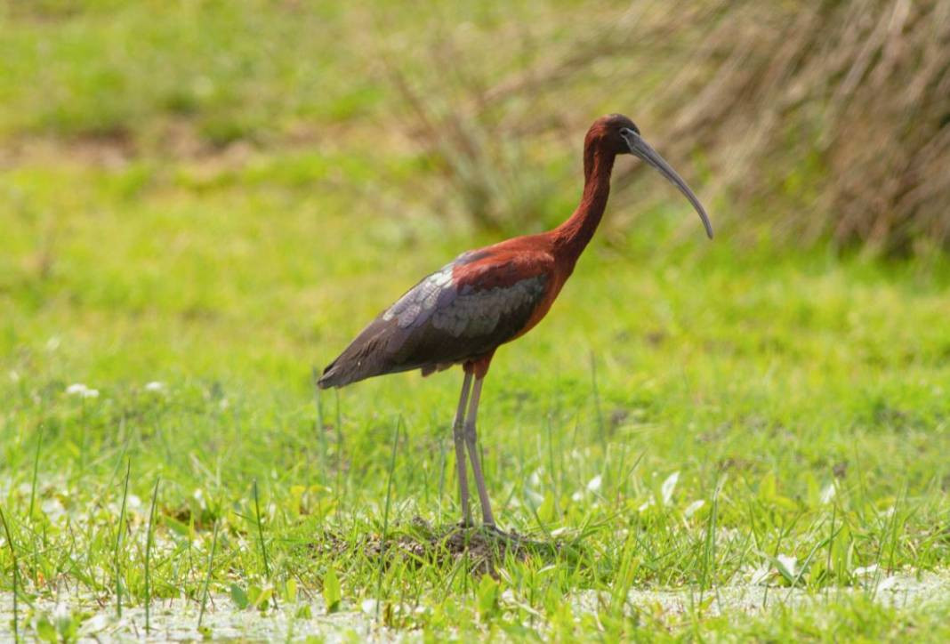 Anadolu Parsını avlayanlar yandı! Cezası 30 milyon lira - Resim: 9